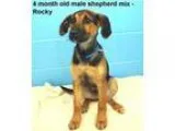 Adopt Rocky a Shepherd