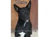 Adopt DIXXIE a Black Pointer  Mixed dog in Humble TX (13465829)