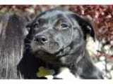 Adopt The Scream - Paintings Litter a Black - with White Rottwei