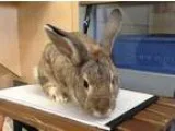 Adopt MURRAY a Chinchilla Lionhead