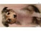 Devin - AKC Sheltie available