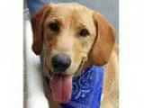 Adopt Scully ADOPTION PENDING a Labrador Retriever Hound