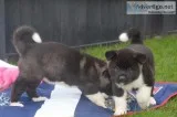 Height 24&acirc28 inches Weight 71&acirc130 lbs Akita Puppies in