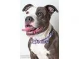 Adopt JOEY a Pit Bull Terrier  Mixed dog in Sacramento CA (15320