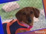 Adopt Woody a RedGoldenOrangeCh estnut Dachshund  Mixed dog in L