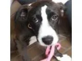 Adopt Scrabble a Labrador Retriever  Border Collie dog in Rancho