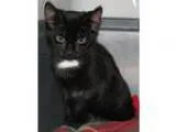 Adopt Verushka (baby girl) a Domestic Short Hair