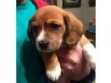 Adopt Banjo a Tricolor (TanBrown and Black and White) Basset Hou
