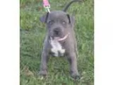 Sun american pit bull terrier puppies