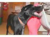 Adopt Nisha a Black Labrador Retriever  Golden Retriever  Mixed 