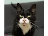 Adopt Tia a Domestic Shorthair cat in San Francisco CA (15302563
