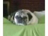 Adopt Frank a Pug