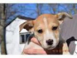 Adopt Truman a Husky Mixed dog in Washington Court House OH (