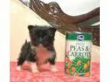Tiny Teacup Morkie Puppy