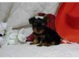 Admirable Yorkie Terrier Puppies Available Now