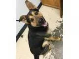Adopt Jax a German Shepherd Dog