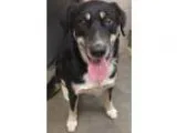 Adopt KILLIAN a German Shepherd Dog  Husky  Mixed dog in Winters