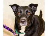 Adopt Tina a Black - with White Labrador Retriever  Border Colli