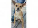 Adopt Felix a Italian Greyhound Miniature Pinscher