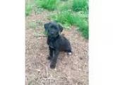Adopt Trixie a Black - with White Boxer  Mixed dog in Woodstock 