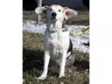 Adopt Cuddles a Beagle Husky