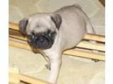 Kseiht pug puppies for seekers