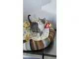 Adopt Grant a Tiger Striped Domestic Shorthair (short coat) cat 
