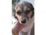 Adopt Daisy a Terrier Beagle