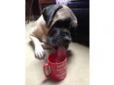 Adopt Chyna a Mastiff