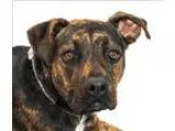 Adopt Skeigh a Boxer  Doberman Pinscher  Mixed dog in San Luis O