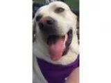 Adopt Cody a Labrador Retriever