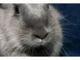 Adopt Bluebelle a Lionhead Chinchilla