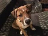 Adopt Nero a Pit Bull Terrier Boxer