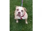Adopt Clarabelle a Bull Terrier