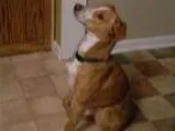 Adopt Charlianne a Beagle Terrier