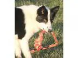 Adopt Roger a Border Collie Australian Cattle Dog (Blue Heeler)