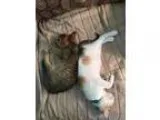 Adopt Callie and Nala a Calico  Mixed cat in St. Cloud FL (15204