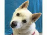 Adopt SNOW a American Eskimo Dog