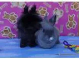 Adopt Lotus and Orlando a Bunny Rabbit