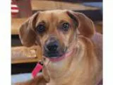 Adopt Pepper - FOSTER a Cocker Spaniel Spaniel