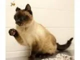 Adopt Sergei a Brown or Chocolate (Mostly) Snowshoe  Mixed cat i