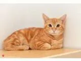 Adopt Morris (pending) a Domestic Shorthair cat in San Francisco