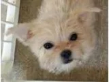 Adopt Marie Mishette a Shih Tzu Lhasa Apso