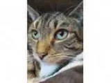 Adopt Turbo (adoption Pending) a Domestic Short Hair