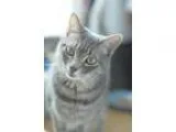 Adopt Winter Willow a Gray Blue or Silver Tabby Domestic Shortha