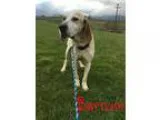 Adopt Barnum a Hound (Unknown Type)  Mixed dog in Kingwood WV (1