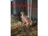 Adopt Logan a Brindle - with White Pit Bull Terrier  Mixed dog i