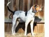 Adopt Walker a English Coonhound