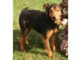 Adopt Sam -N a Australian Shepherd Shetland Sheepdog Sheltie