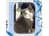 Adopt EMILIE a Domestic Short Hair - gray and white